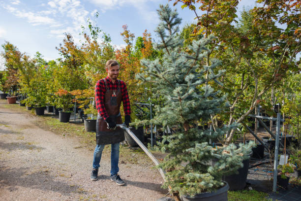 Best Leaf Removal  in Alturas, CA